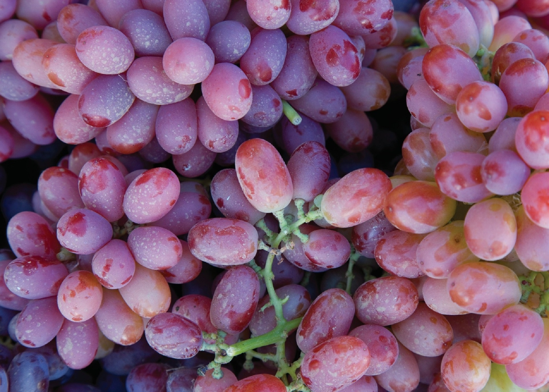 Surprising Grapes Nutrition Facts That You Should Know