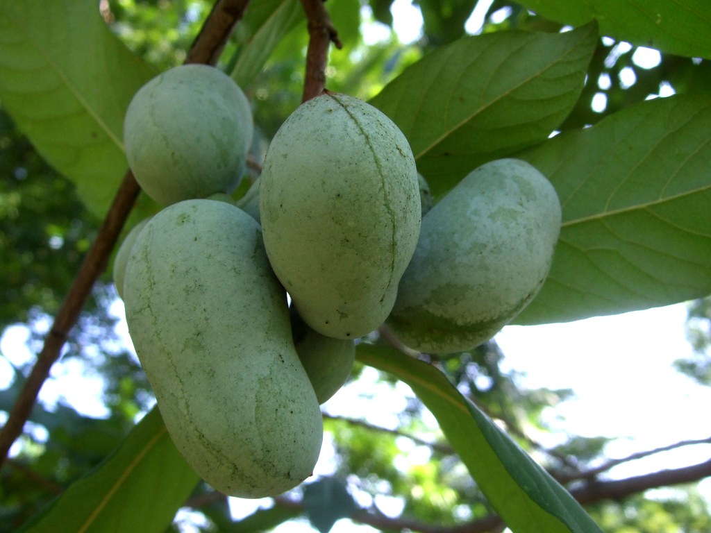 All You Need to Know About Pawpaw Fruit- Nutrition Facts, Health Benefits, and Allergies