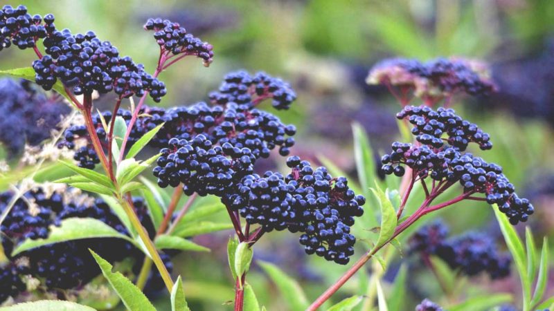 Amazing Facts About Elderberry