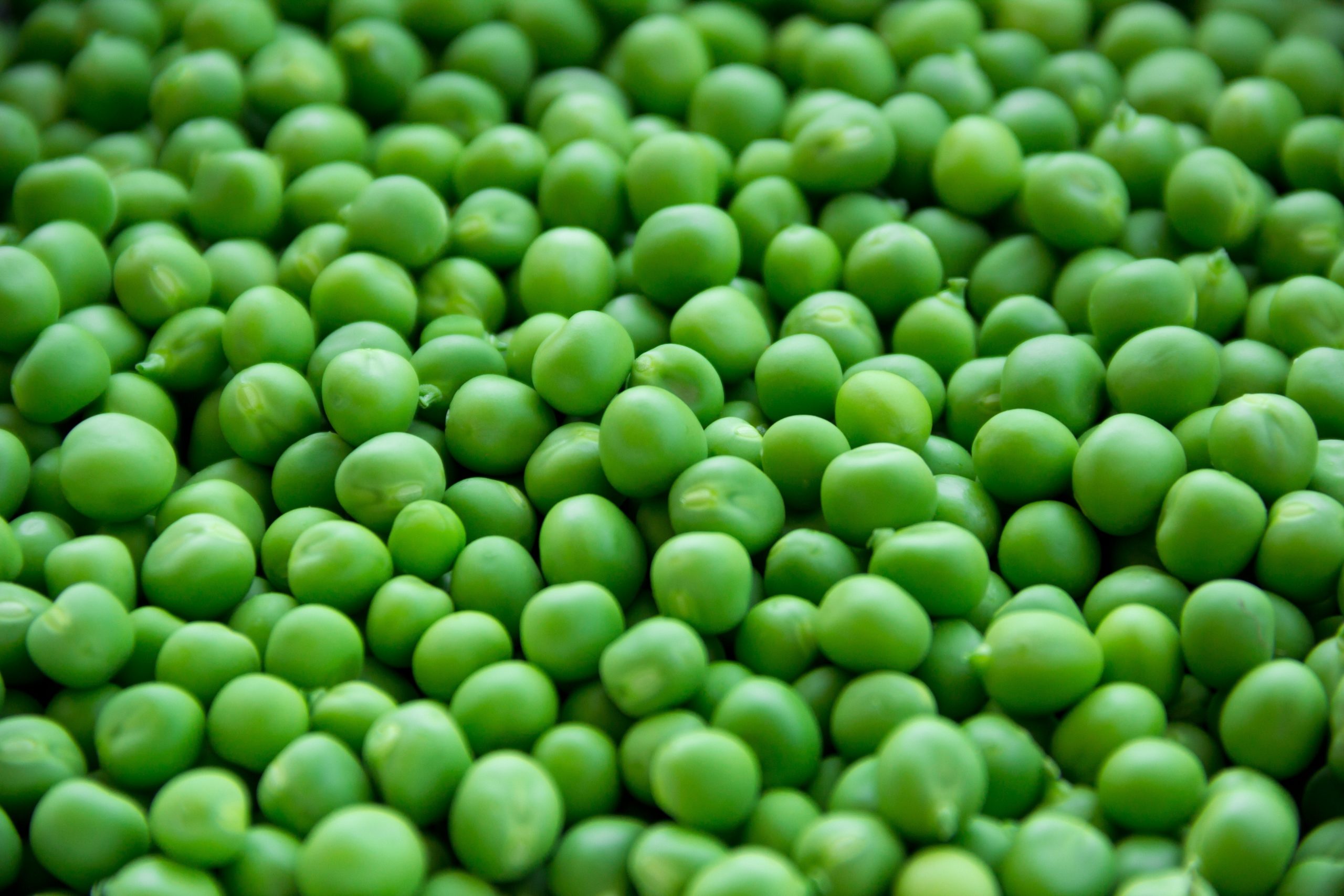 Pea Protein & Its Amazing Benefits
