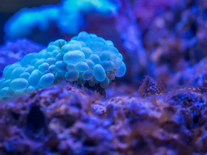 Surprising Health Benefits of Coral Calcium