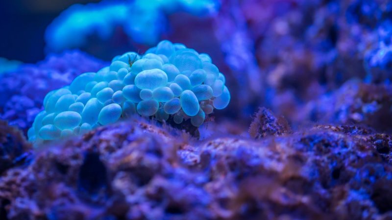 Surprising Health Benefits of Coral Calcium